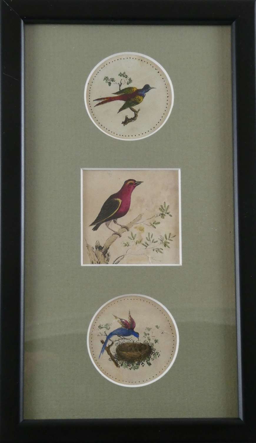 19th Hand Coloured Birds